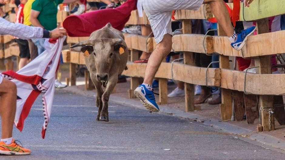 Daring moment during a bull running festival as participants dodge a charging bull.