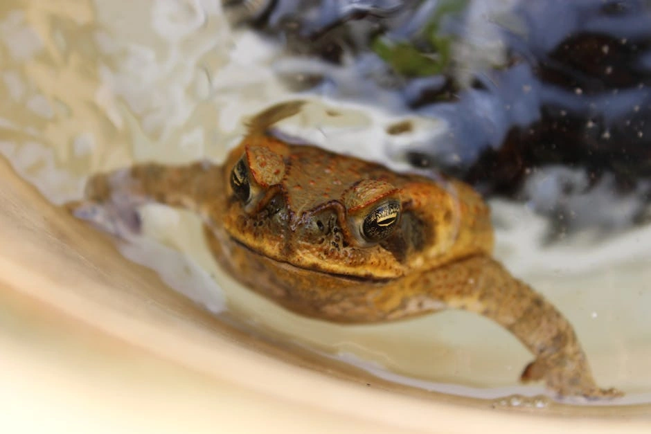Close-up of a cane toad (Rhinella marina) in water, Brisbane.
